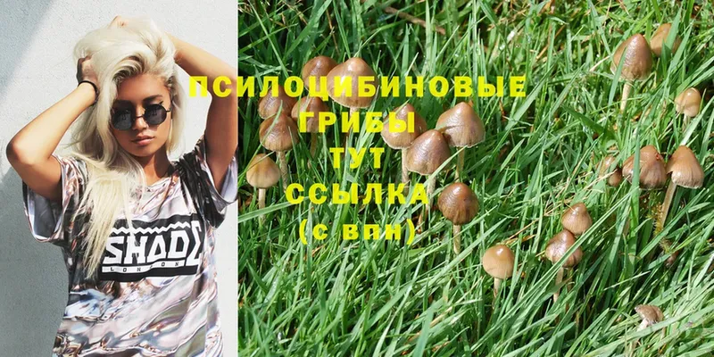 mega вход  Поронайск  Галлюциногенные грибы Psilocybine cubensis 